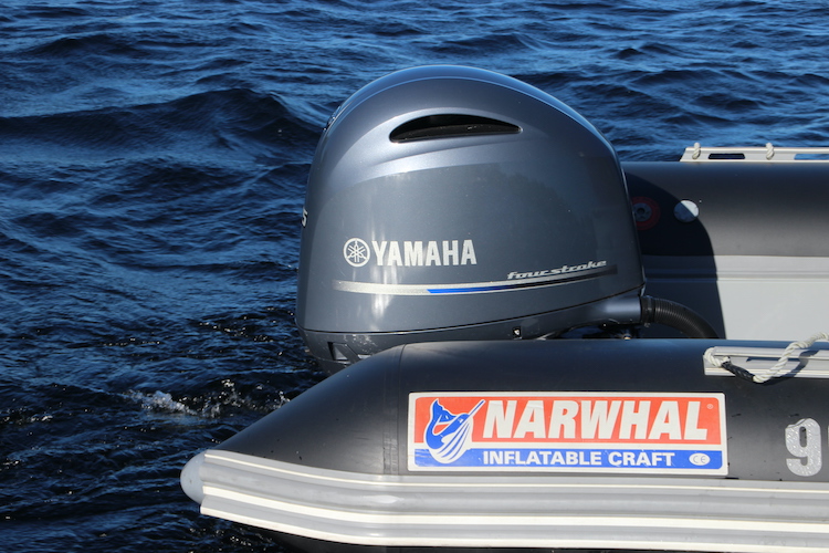 Narwhal 620